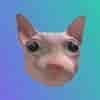 Bingus The Cat (BINGUS) logo