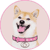 DogeGF (DOGEGF) logo