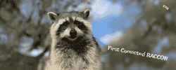First Convicted RACCON (FRED) logo