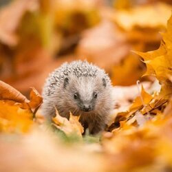 Hedgy the hedgehog (HEDGY) logo