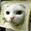 Inbred Cat (INBRED) logo
