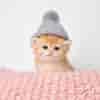 Kitten Wif Hat (KWIF) logo