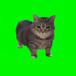 Spinning Cat (OIIAOIIA) logo